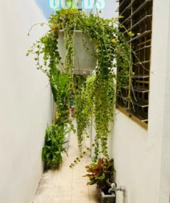 Bán nhà hẻm Hoà Hưng 83/29F Hòa Hưng Quận 10 - 52 mét vuông 2 lầu 42 Bán nhà hẻm Hoà Hưng 83/29F Hòa Hưng Quận 10 - 52 mét vuông 2 lầu - Ảnh 11