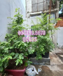 Bán nhà 546/1 Điện Biên Phủ Quận 10 - 39 mét vuông 4 lầu - Ảnh 2